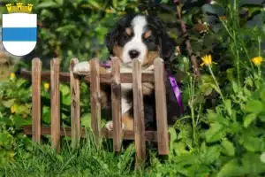 Mehr über den Artikel erfahren Berner Sennenhund Züchter und Welpen in Zug