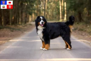 Mehr über den Artikel erfahren Berner Sennenhund Züchter und Welpen in Vysočina