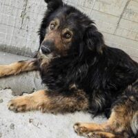 MALEO - ‼️Zuhause oder Pflegestelle gesucht‼️